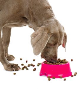 Dog with dog food isolated on white background