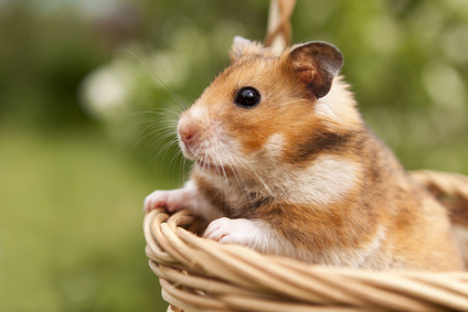 Little hamster in a basket