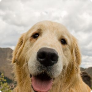 A beautiful golden retreiver puppy face.