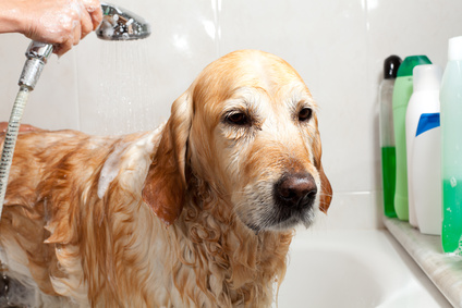 A dog taking a shower with soap and water