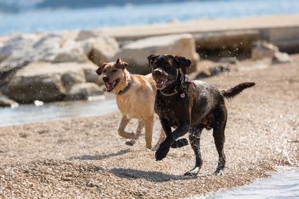 zwei Hunde toben am Strand